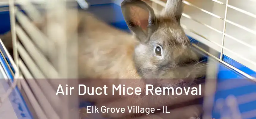 Air Duct Mice Removal Elk Grove Village - IL